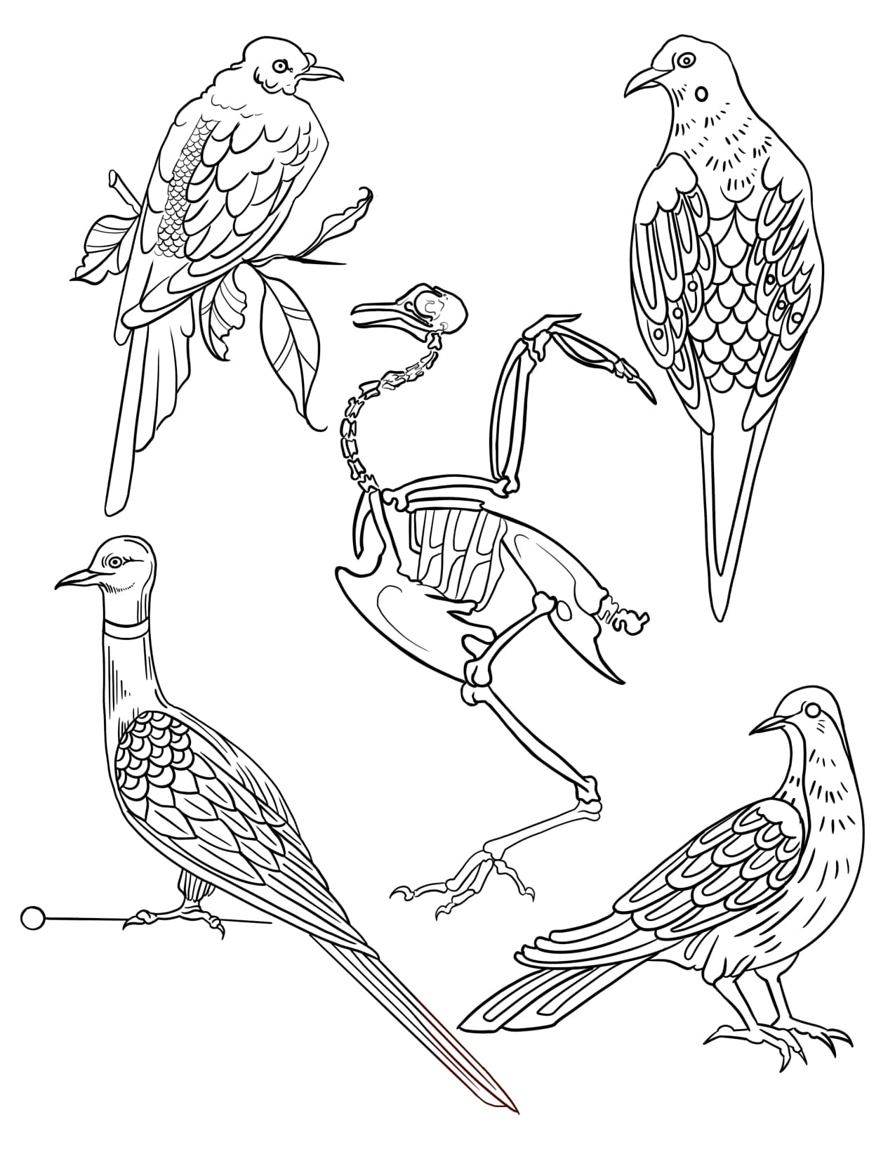 Botanical Study Print